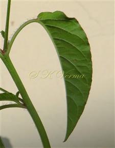  Leaf (Abaxial view)